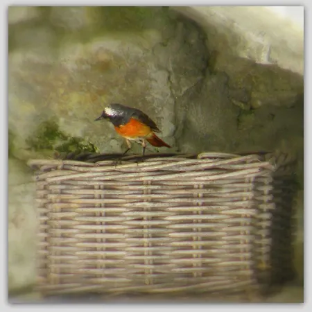 Bed & Breakfast Cascina Luvot 3*