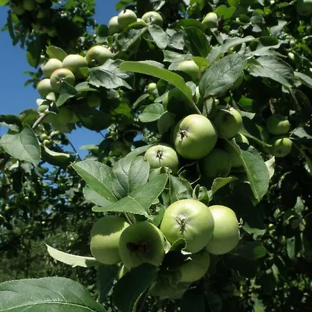 Bed & Breakfast Cascina Luvot Melazzo